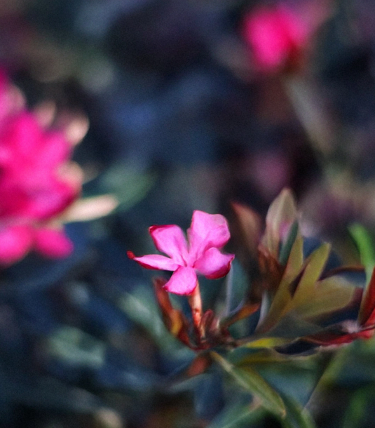 Pink flowers